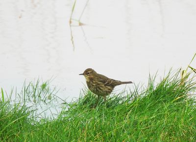 ROCK PIPIT . THE OTTER ESTUARY . DEVON . 1/1/25
