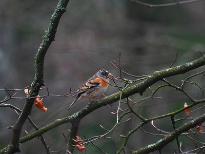 BRAMBLING . WOODBURY CASTLE . DEVON . 13 / 12 / 2024