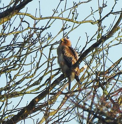 BOOTED EAGLE . MARAZION . CORNWALL . 21 / 1 / 2025