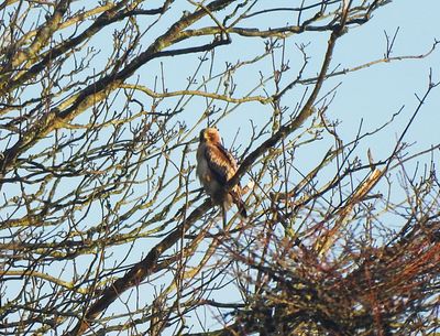 BOOTED EAGLE . MARAZION . CORNWALL . 21/1/25