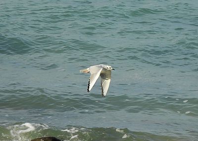 Bonaparte`s Gull . Larus philadelphia