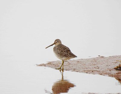 LONG-BILLED DOWITCHER . TURF LOCKS . DEVON . 25/1/25