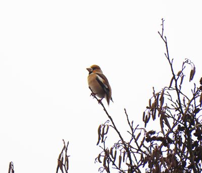 HAWFINCH . KILMERSDON . SOMERSET . 11/2/25