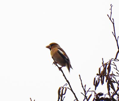 HAWFINCH . KILMERSDON . SOMERSET . 11 / 2 / 2025