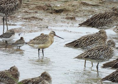 BAR-TAILED GODWIT . BOWLING GREEN MARSH . DEVON . 14/9/25