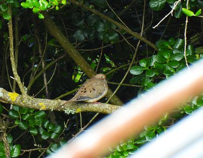 Mourning Dove . Zenaida macoura