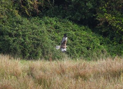 MARSH HARRIER . BOWLING GREEN MARSH . DEVON . ENGLAND . 24 / 9 / 2025