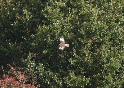 MARSH HARRIER . BOWLING GREEN MARSH . DEVON . ENGLAND . 24 / 9 / 2025