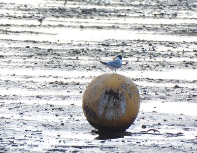Lesser Crested Tern - Sterna bengalensis