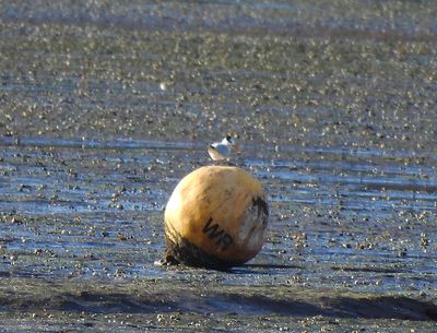 LESSER CRESTED TERN , THE EXE ESTUARY , DEVON . 4 , 12 . 2025