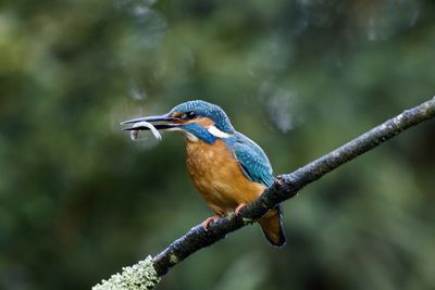 IJSVOGEL 1.jpg