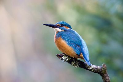 IJSVOGEL.jpg