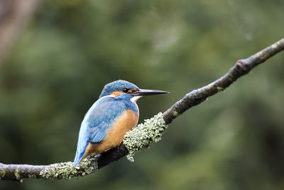 IJSVOGEL2.jpg