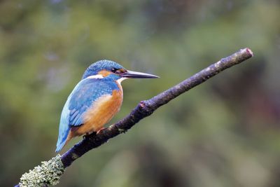 IJSVOGEL3.jpg