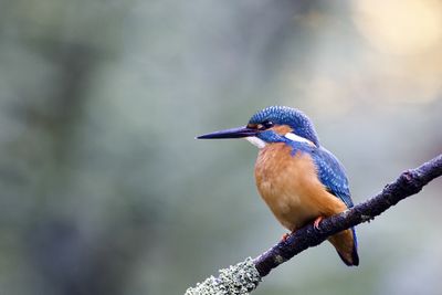 IJSVOGEL5.jpg