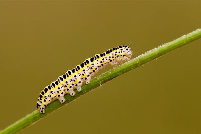 caterpillars