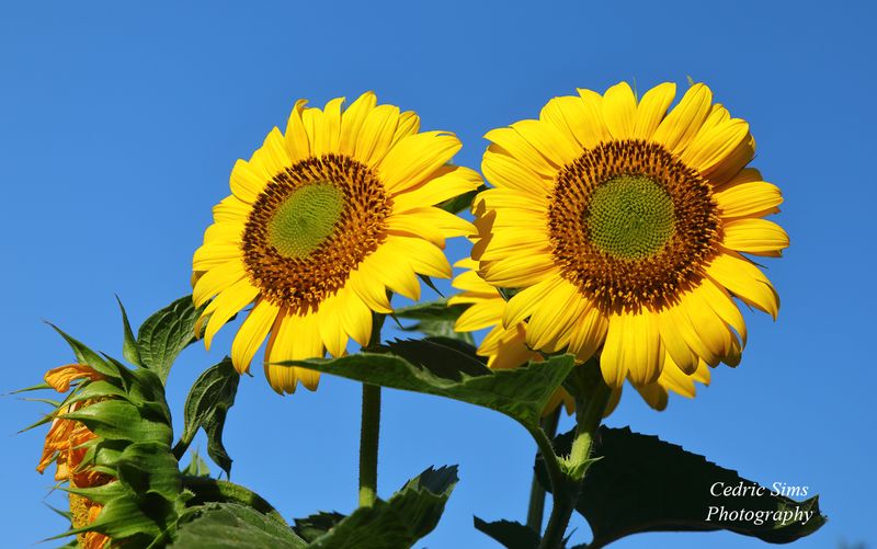Sunflowers 2023