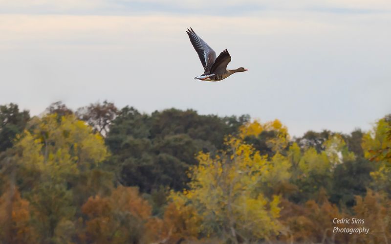 Greater White -fronted Goose