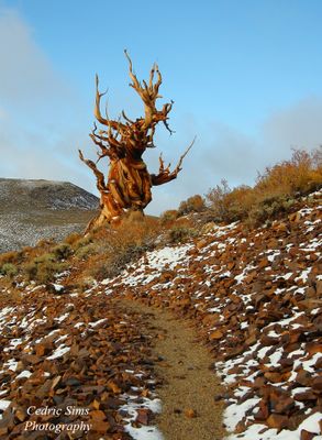 Bristlecone Pine Forest 2010