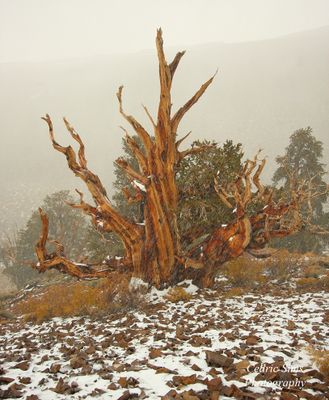 Snowing at Bristlecone Pine Forest 2010