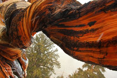 Bristlecone Pine Forest 2010