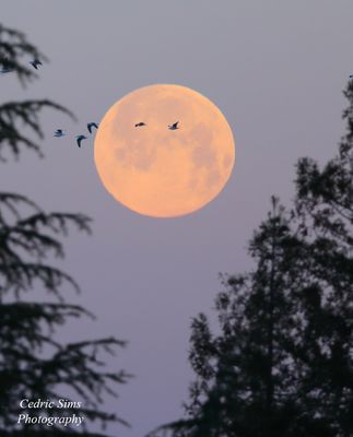 March Moonset