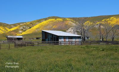 Carrizo Plain