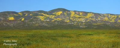 Carrizo Plain