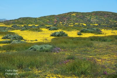 Carrizo Plain