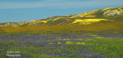 Carrizo Plain