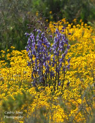  Carrizo Plain