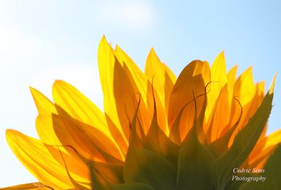  Sunflowers 2023