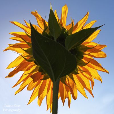   Sunflowers 2022
