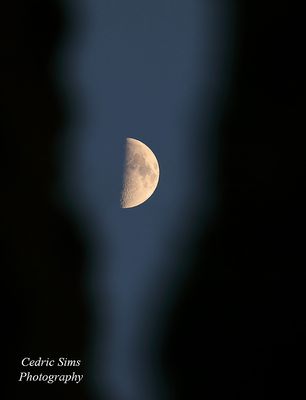 Moon between the trees