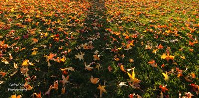 Fall colors in Elk Grove Park