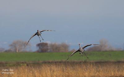 Sandhill Cranes Landing