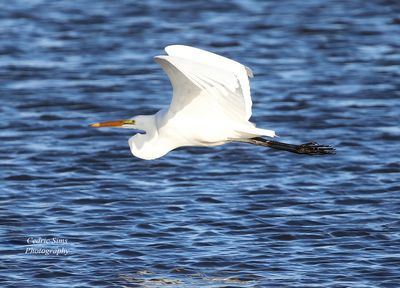  Great White Egret