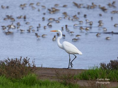  Great White Egret