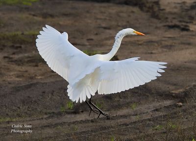Great White Egret (coming in for a landing)