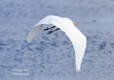  Great White Egret 