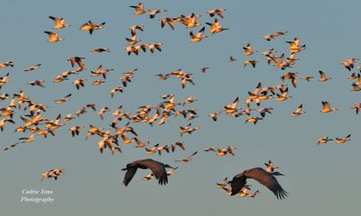  Sandhill Cranes flying with the Geese