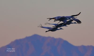  Sandhill Cranes (lined up like the Blue Angles)