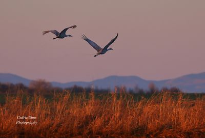 Sandhill Cranes morning take off