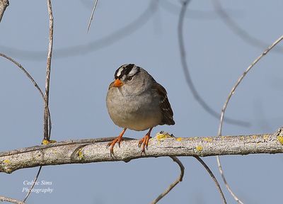  White-Crowned Sparrow