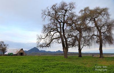 Sutter Buttes 2024