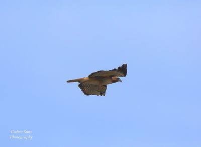   Red -Tailed Hawk