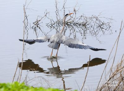   Great Blue Heron (Getting ready to fly off)