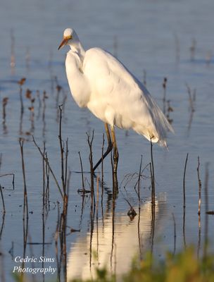   Great White Egret 