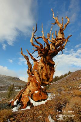  Bristlecone Pine Forest 2010