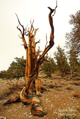    Bristlecone Pine Forest 2010
